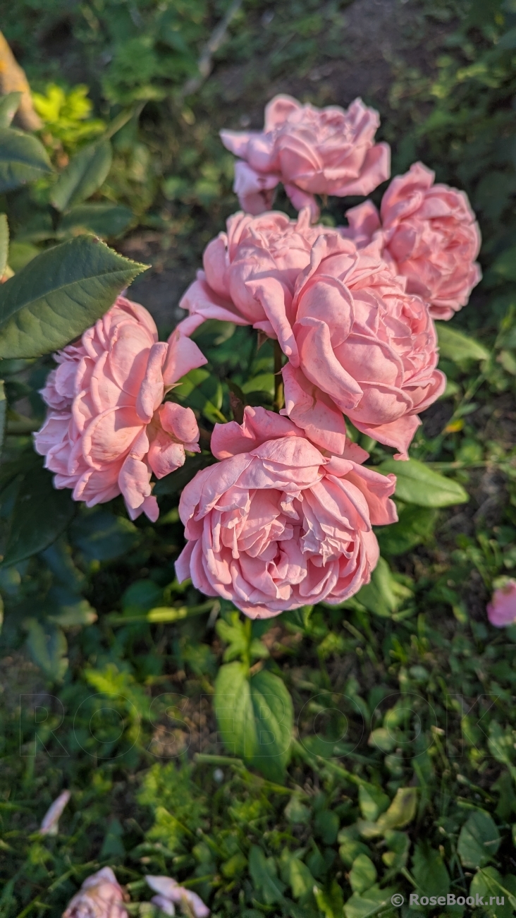Anne-Sophie Pic