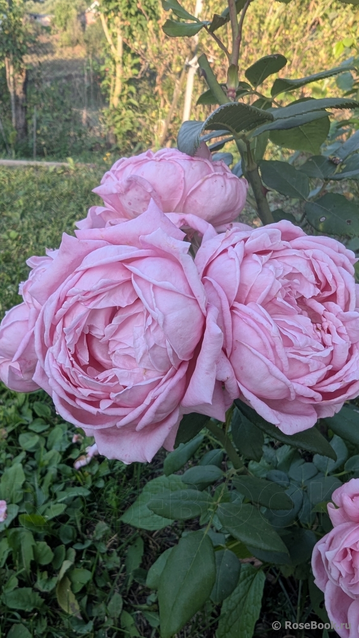 Anne-Sophie Pic