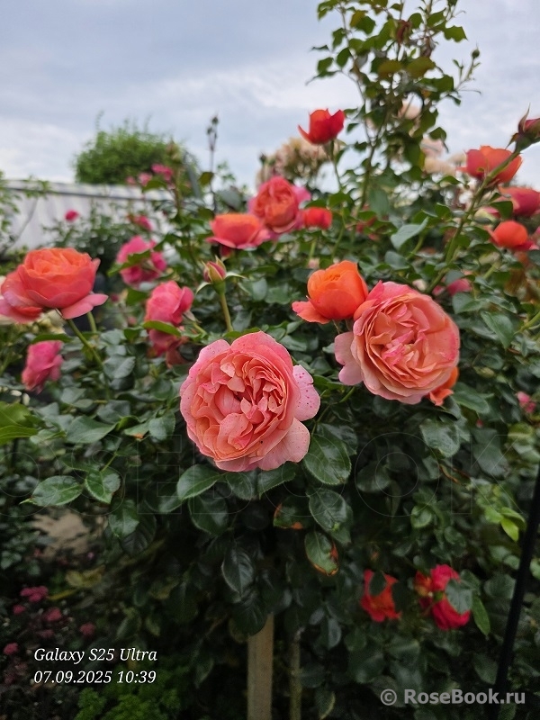 Coral Lions-Rose