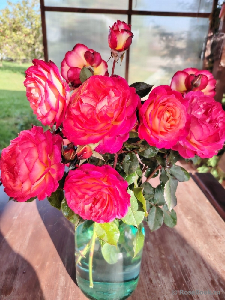 Rosa Le Rosier De La Memoire