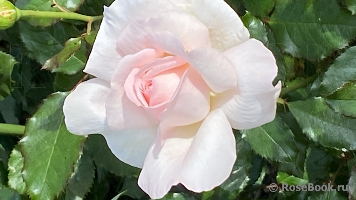 Chandos Beauty