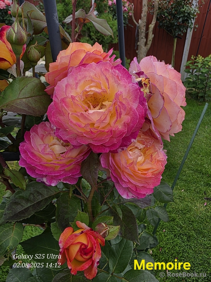 Rosa Le Rosier De La Memoire
