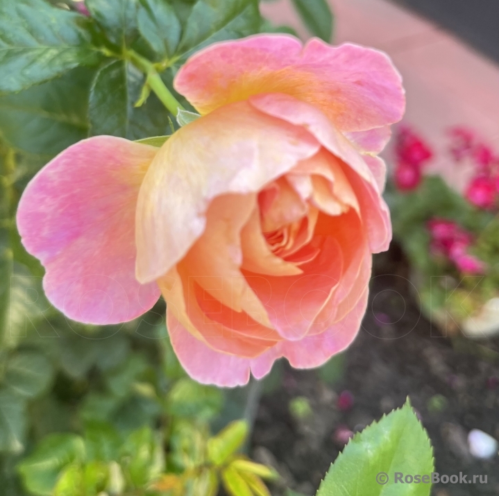 Dornburger Schlossrose