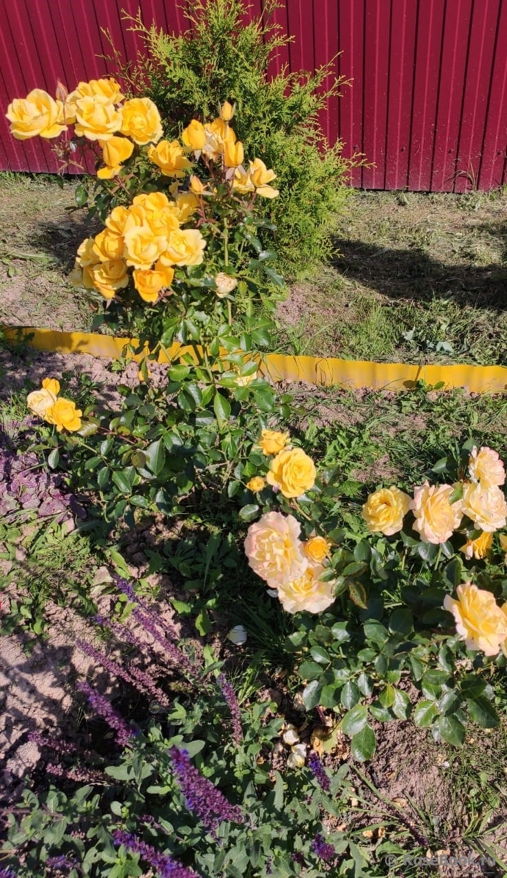 Rayon De Soleil ®