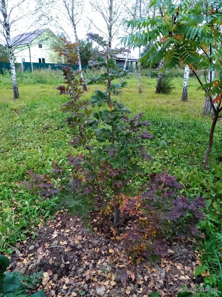 Valamonruusu