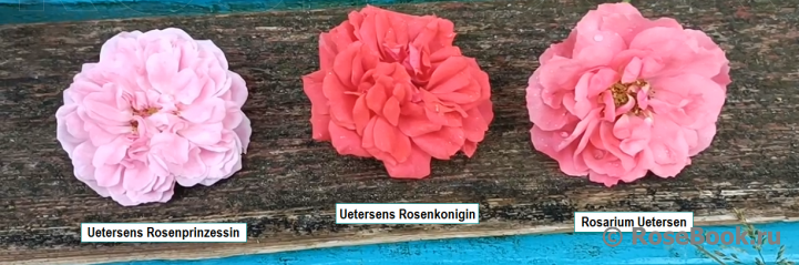 Rosarium Uetersen
