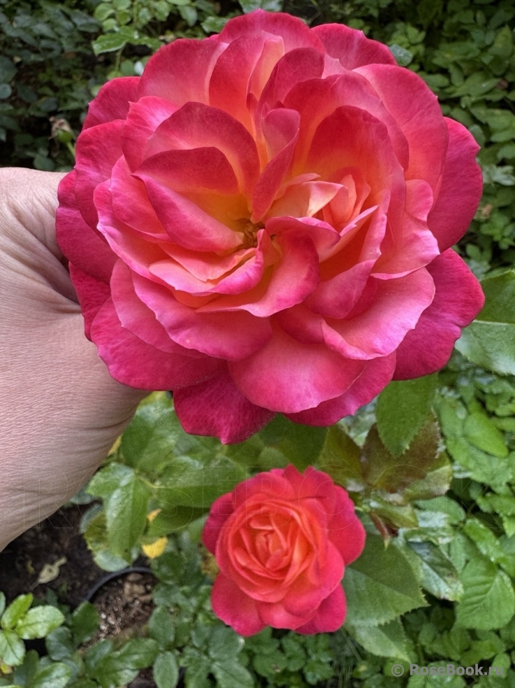 Starlet®-Rose Carmen®