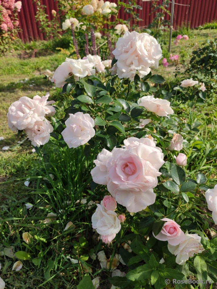 Aspirin Rose