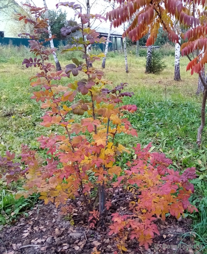 Valamonruusu