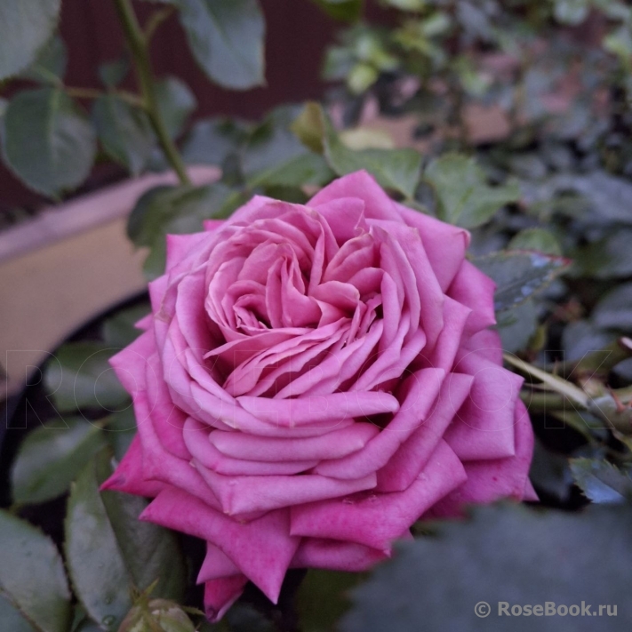 Fabulous (John Ford)