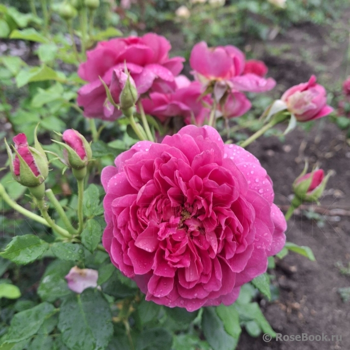 Princess Anne 