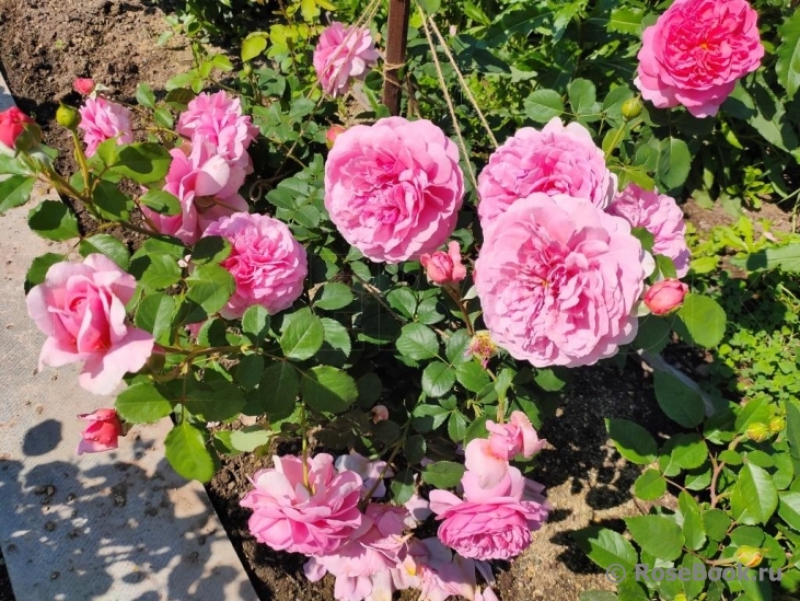 Princess Alexandra of Kent 