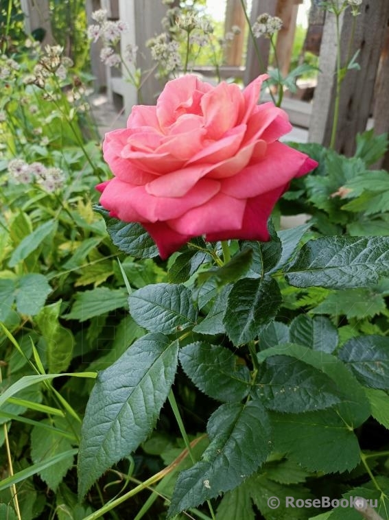 Sourire De Deauville ®