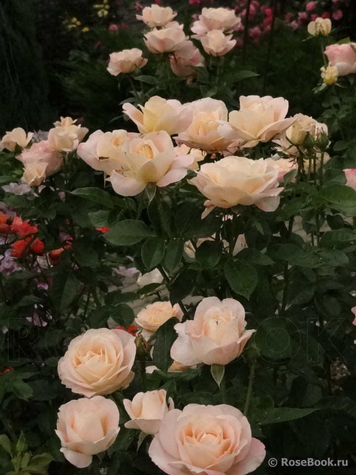 Isabelle Autissier ®