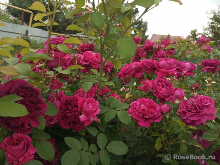 William Shakespeare 2000