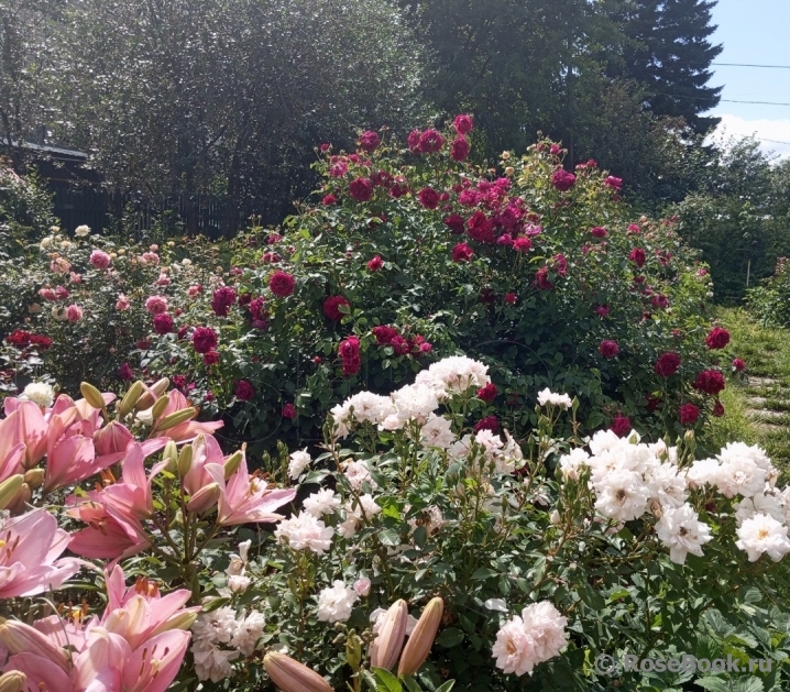 William Shakespeare 2000