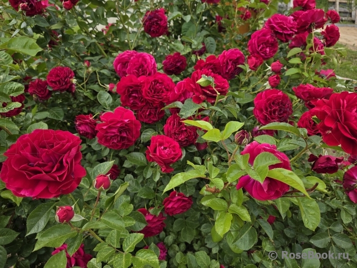 Kordes' Rose Bordeaux ®