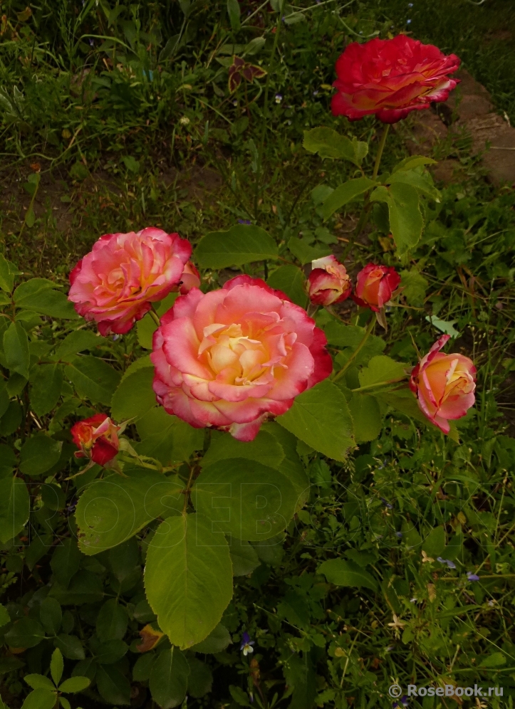 Monique Lestournelle