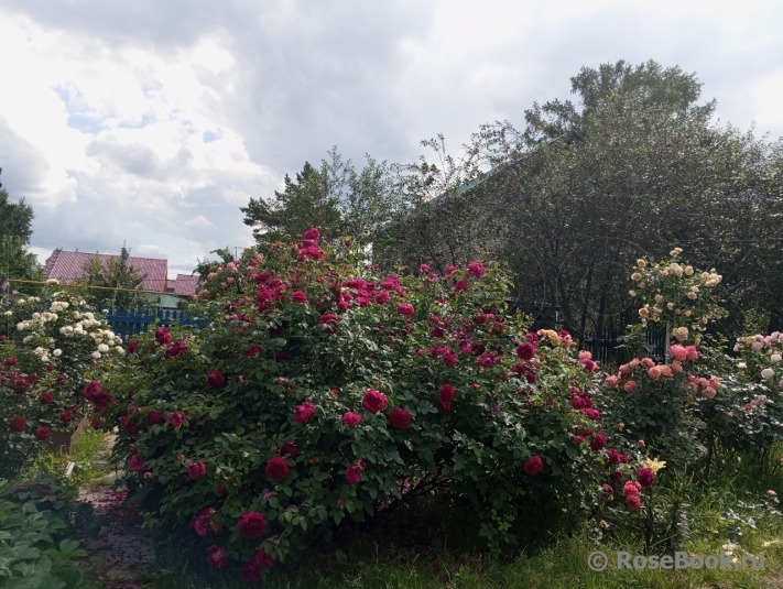 William Shakespeare 2000