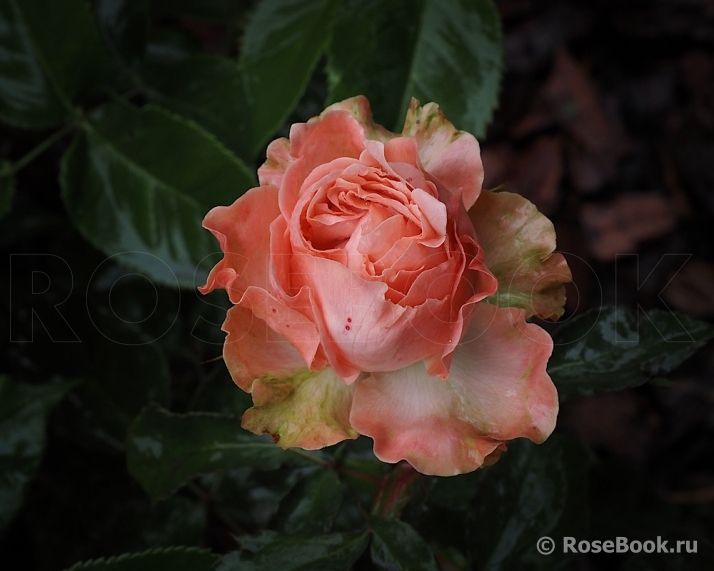 Country Spirit Coral Girl