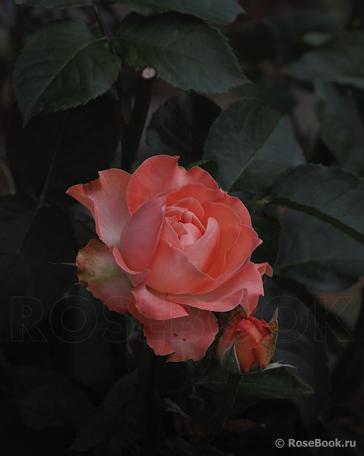 Country Spirit Coral Girl