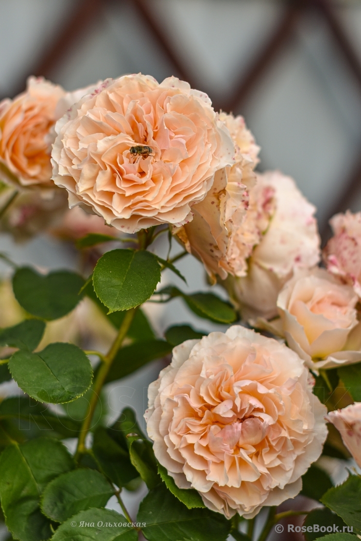 Froufroutante Jackie