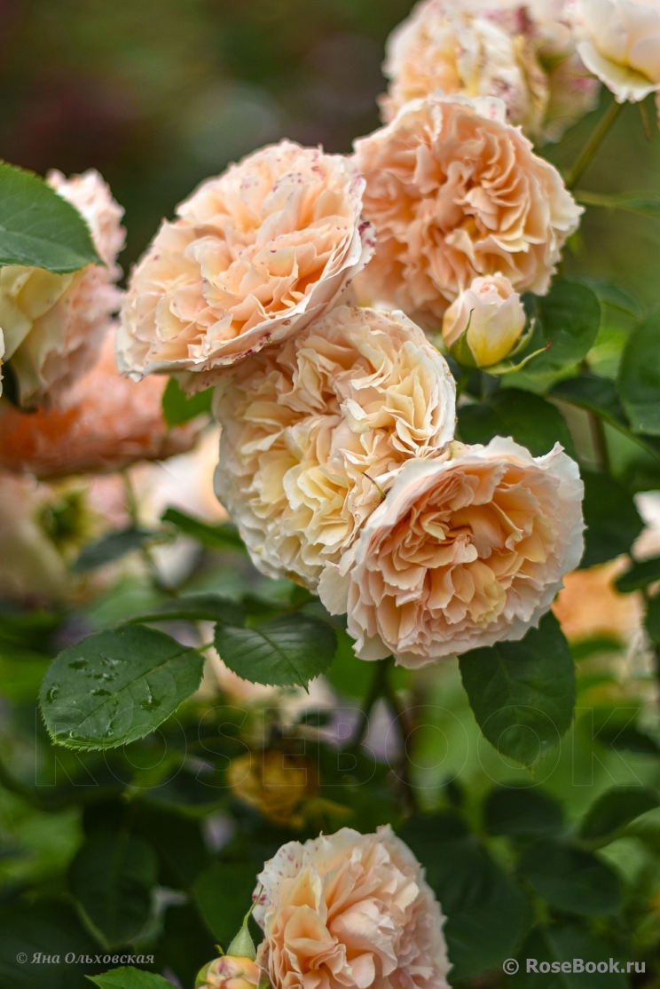 Froufroutante Jackie