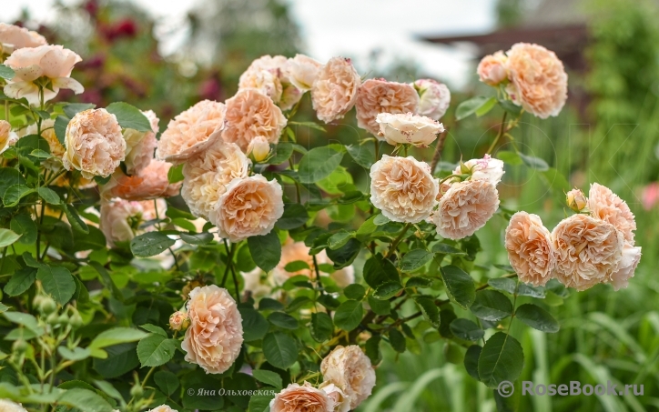 Froufroutante Jackie