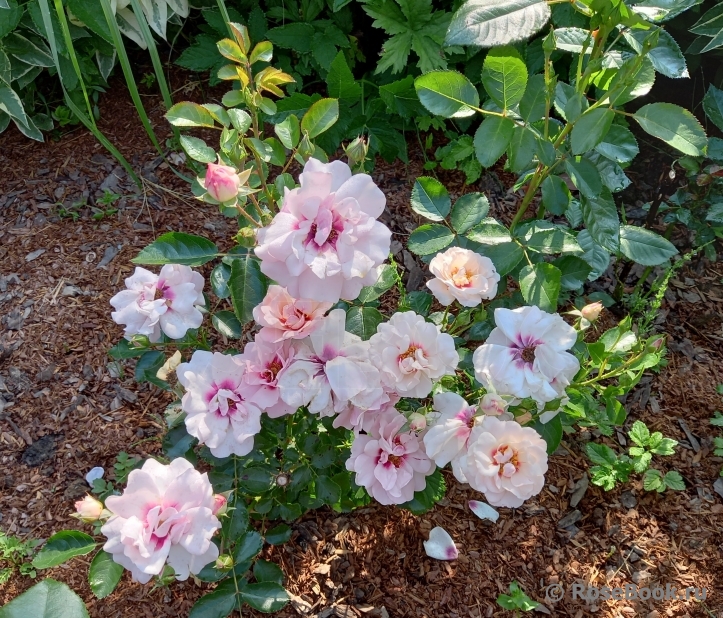 Esther Queen of Persia ®