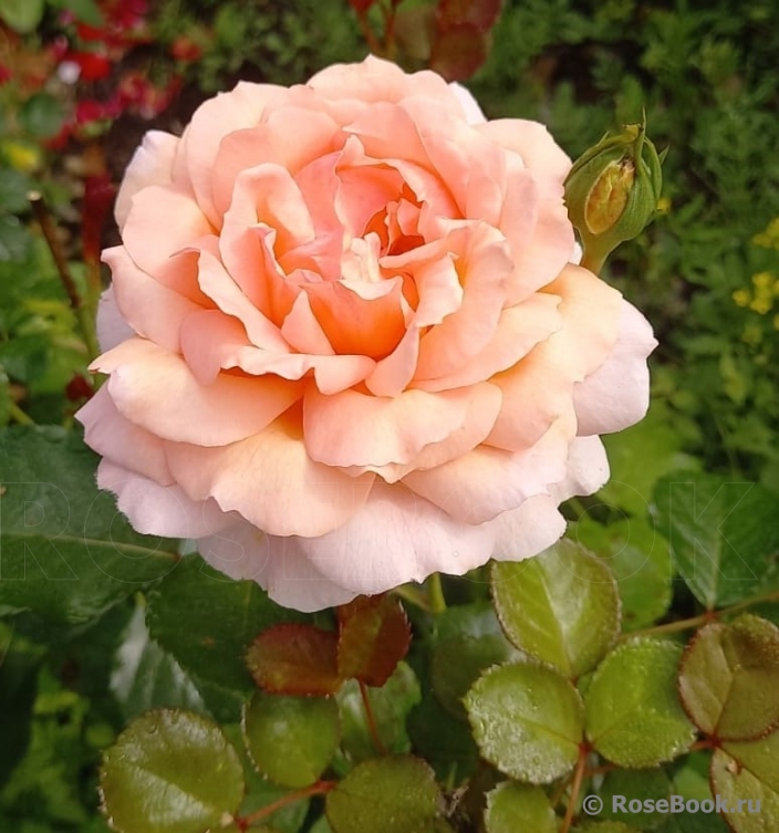 Psyche (японск.)