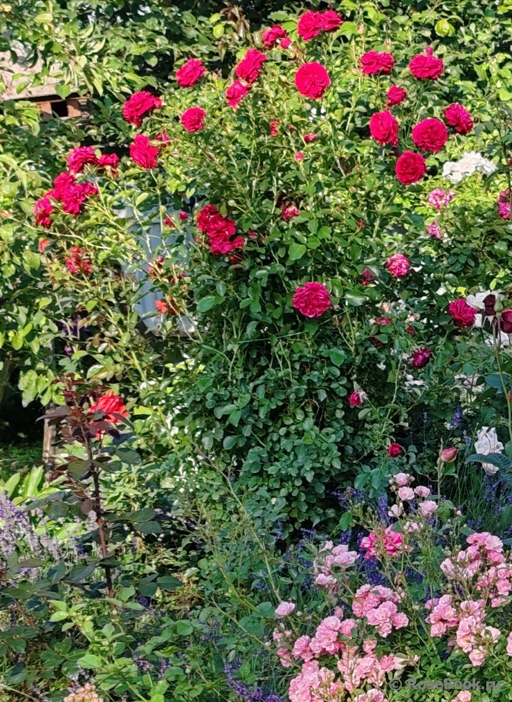 Fetzer Syrah Rose, The