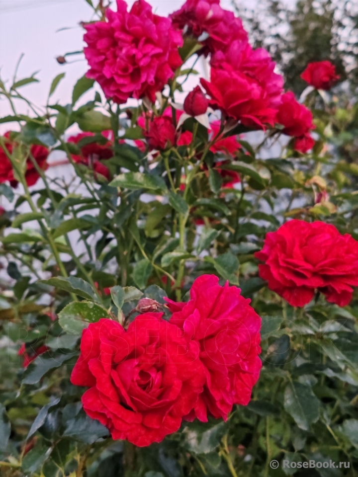 Fetzer Syrah Rose, The