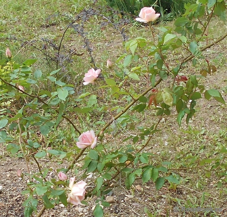 C_Графиня Воронцова