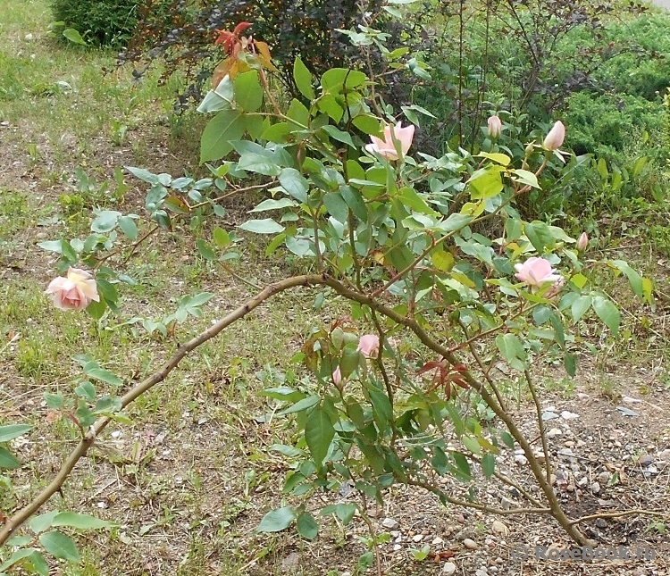 C_Графиня Воронцова