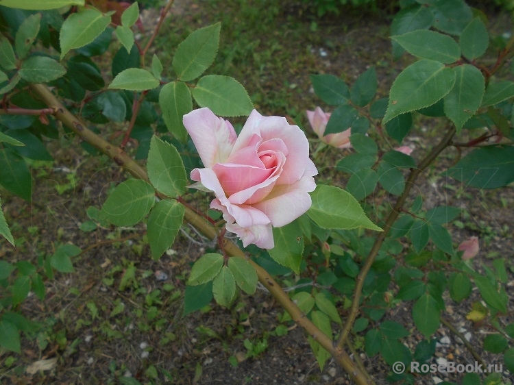 C_Графиня Воронцова