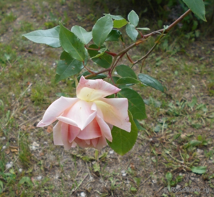 C_Графиня Воронцова