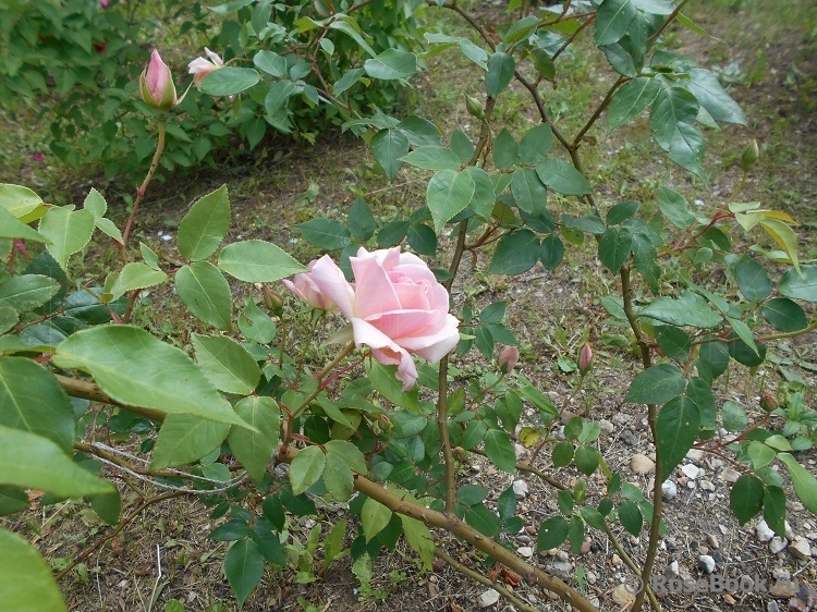 C_Графиня Воронцова