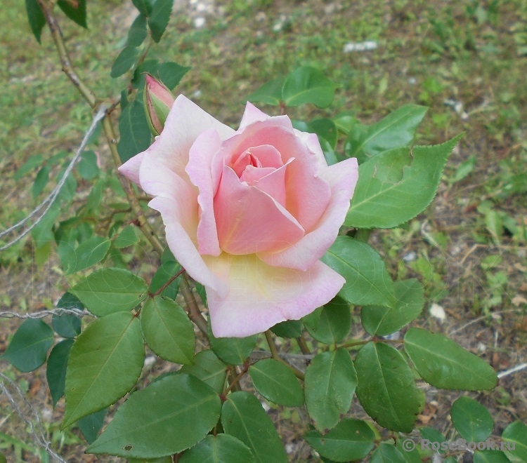 C_Графиня Воронцова