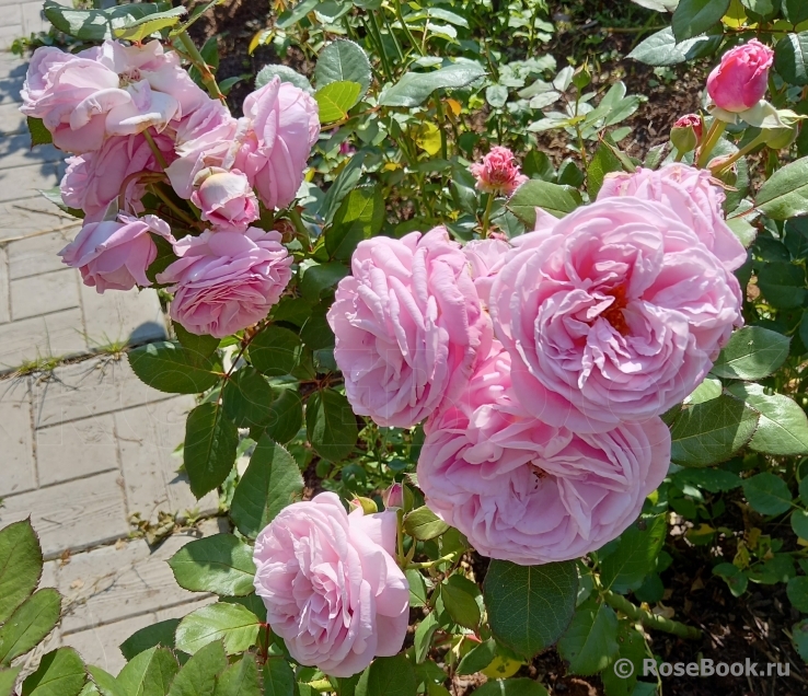 Rosengräfin Marie Henriette