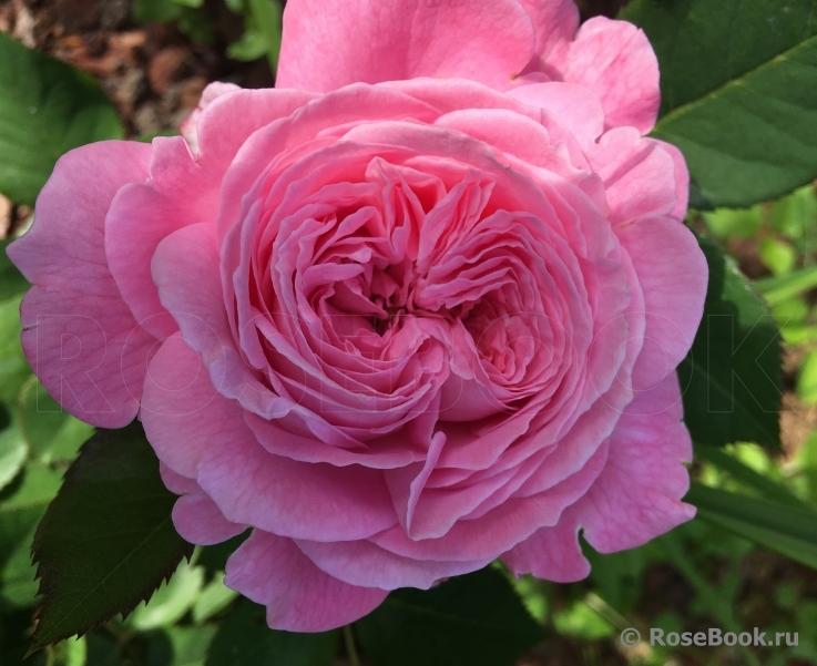 Rosengräfin Marie Henriette