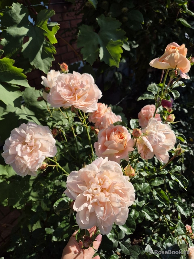 Sangerhauser Jubilaumsrose