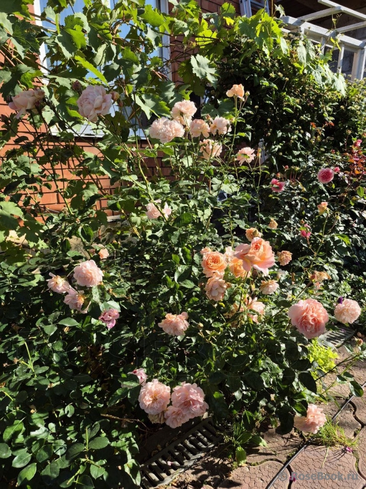 Sangerhauser Jubilaumsrose