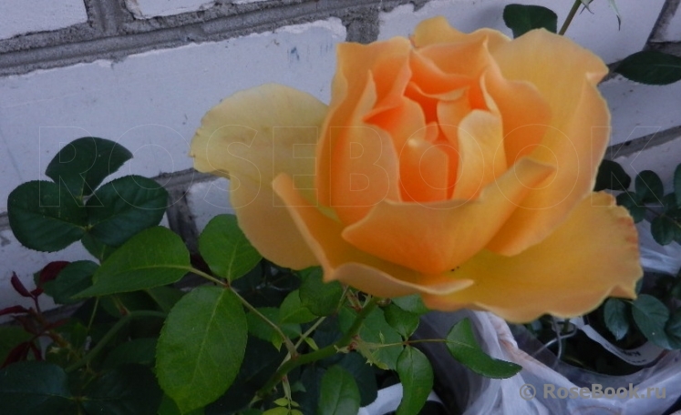 Paolo Pejrone Giardiniere