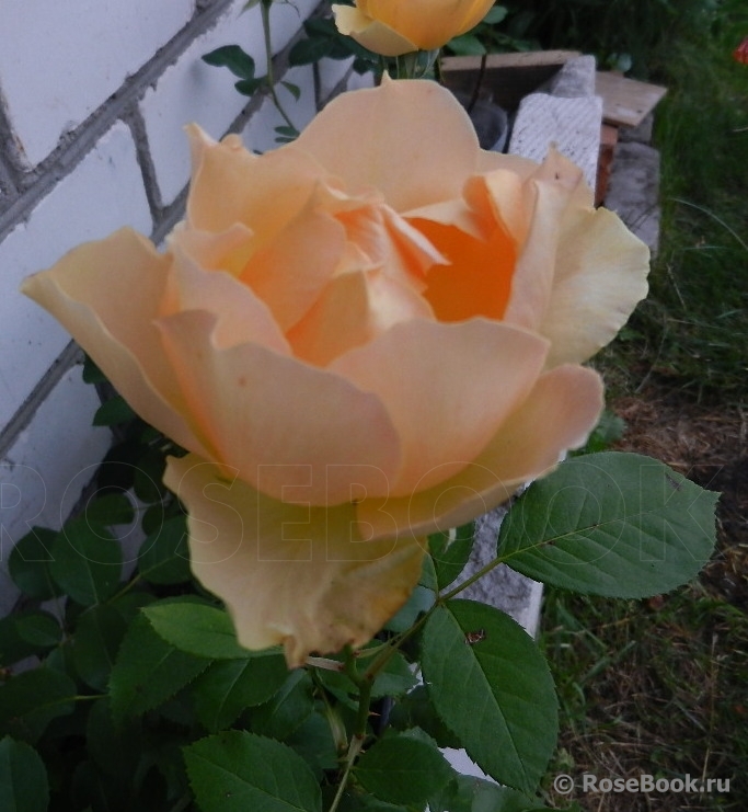 Paolo Pejrone Giardiniere