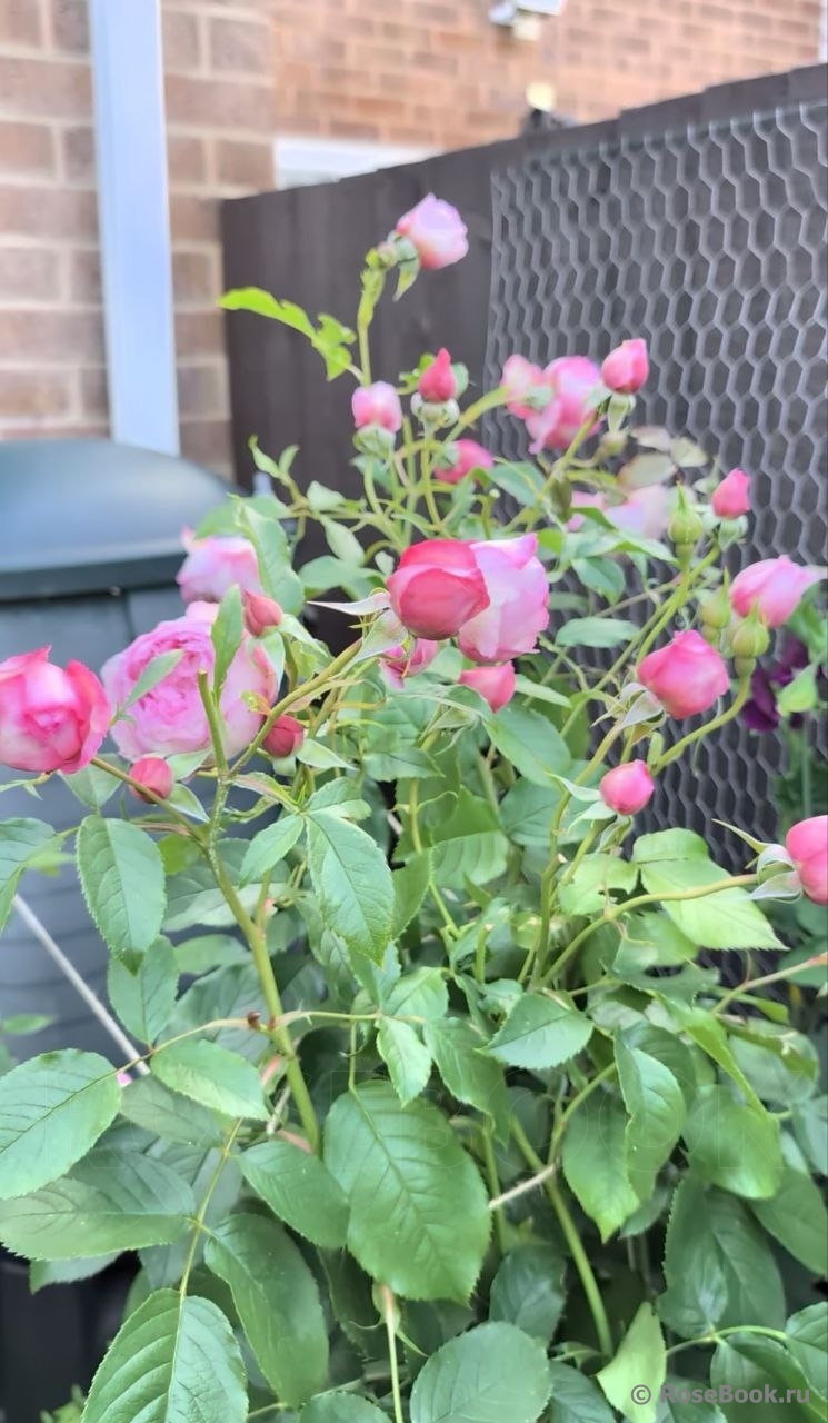 The Mill on the Floss 