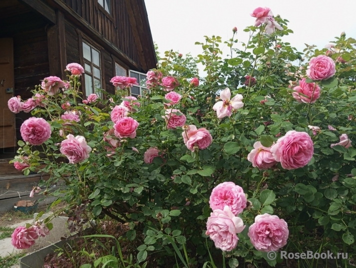 Princess Alexandra of Kent 