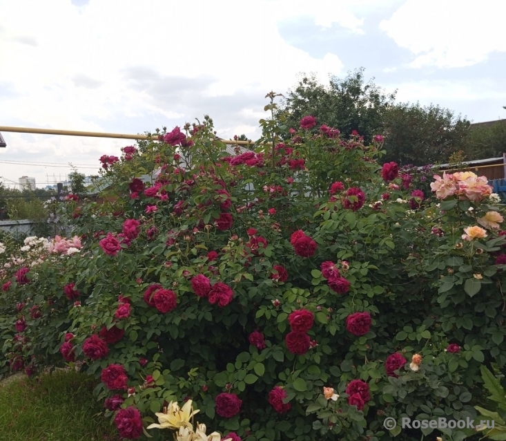 William Shakespeare 2000