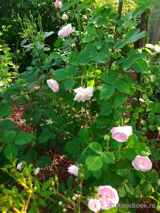 Mayor of Casterbridge 