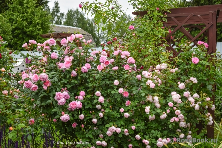 Ancient Mariner, The