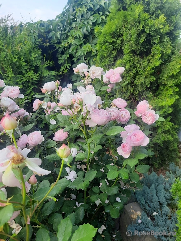 Ancient Mariner, The